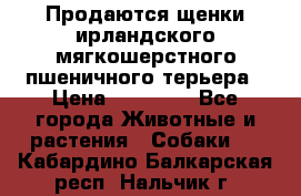 Продаются щенки ирландского мягкошерстного пшеничного терьера › Цена ­ 30 000 - Все города Животные и растения » Собаки   . Кабардино-Балкарская респ.,Нальчик г.